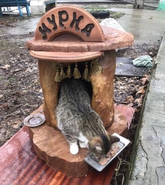 В Анапе появился «кошкин дом»