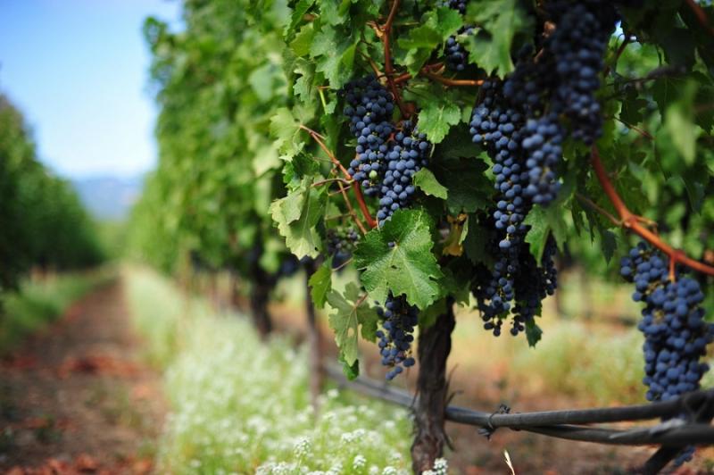 Виноградников в Анапе станет больше
