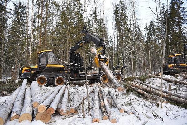 «Свеза» инвестирует в лесозаготовку и лесовосстановление