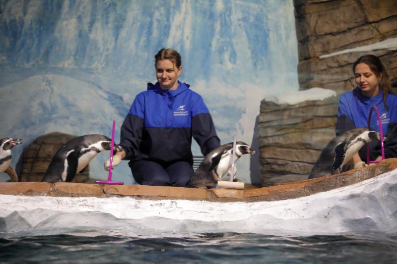 Пингвины Приморского океанариума готовятся к «Гонке Героев»