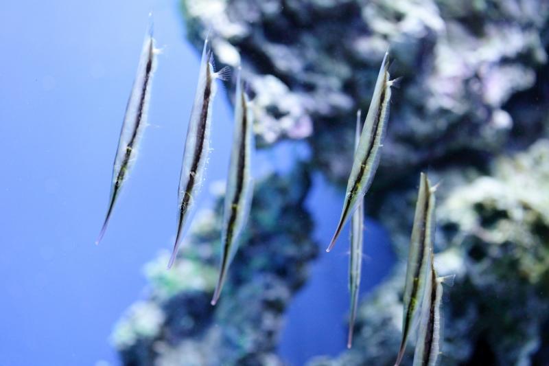 Новый обитатель Приморского океанариума плавает вниз головой