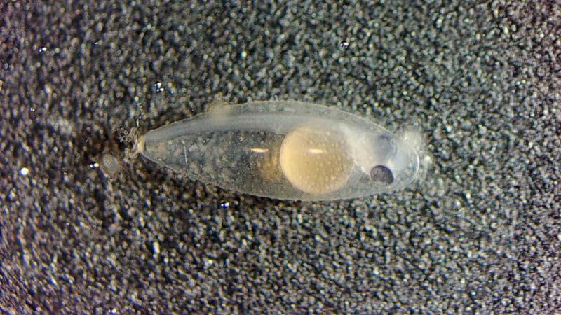 Икра под микроскопом: биологи Приморского океанариума получили уникальный опыт разведения пресноводного хищника