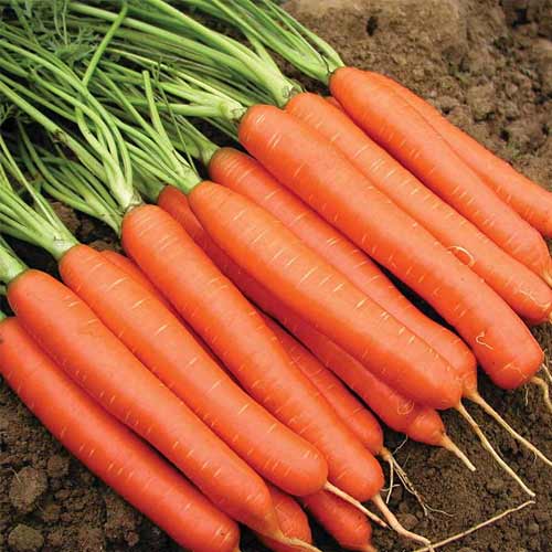 Как получить качественные семена моркови?