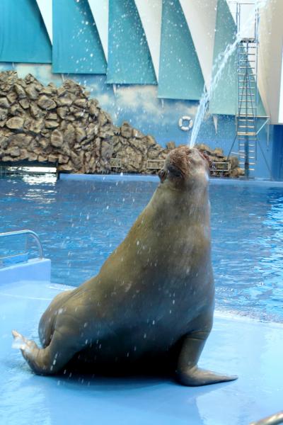 1100 килограммов грации и обаяния. День моржа отмечают в Приморском океанариуме