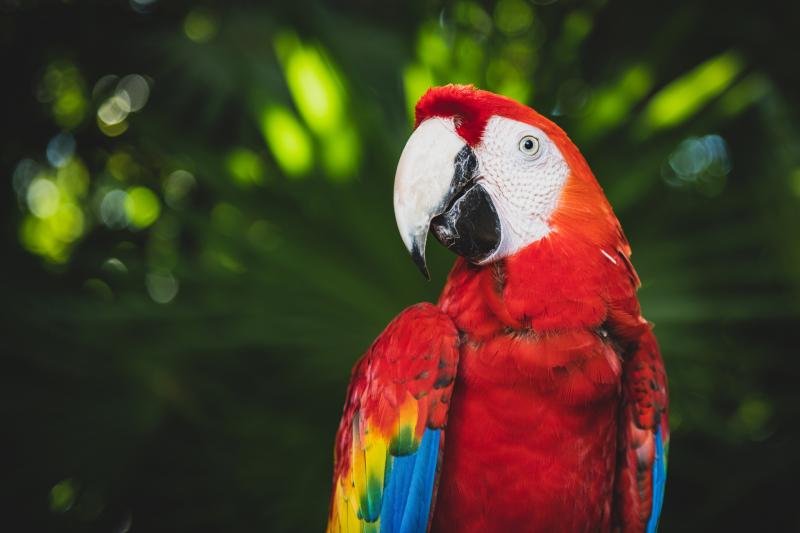 Интерактивное занятие «В мире птиц: попугай»