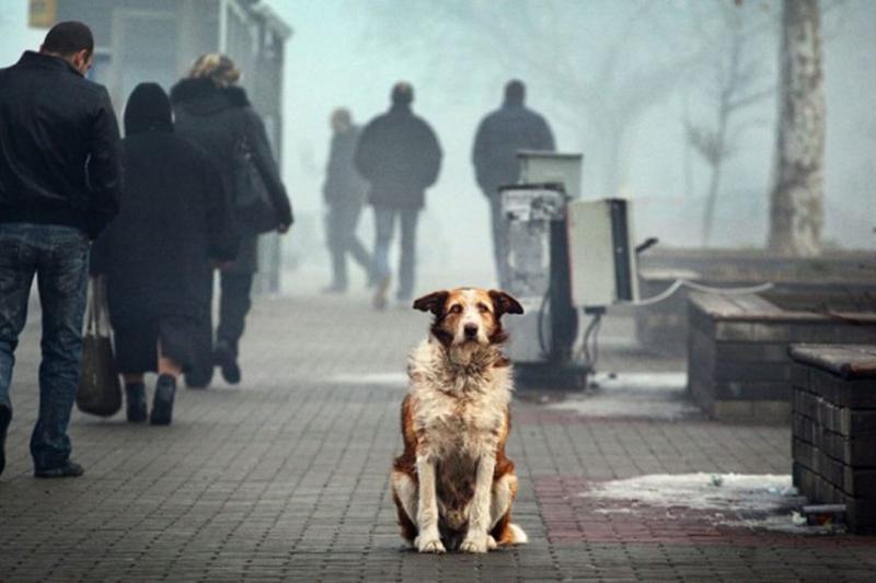 Андрей Турчак: «Единая Россия» против убийства бездомных животных