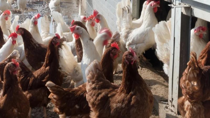 В Подмосковье проведут исследования на наличие птичьего гриппа в птицефабриках
