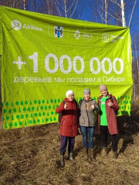 В рамках федерального проекта «Сохраним лес» высажено 40 000 елей в Новосибирской области