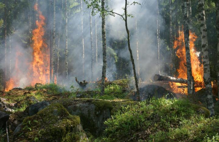 Лесные пожары: человеческий фактор или злой умысел