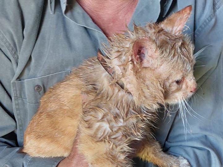 Работники ГКУ МО «Мособлпожспас» спасли кота, застрявшего в вентиляционной трубе частного дома в Волоколамске