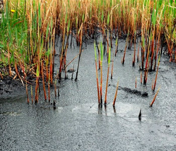 Народный фронт зафиксировал факт загрязнения реки Мосуновки в Котельничском районе стоками черного цвета