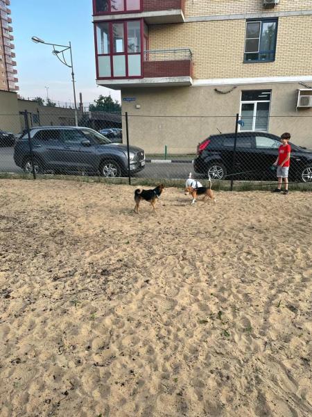 На улице Пионерской в Королёве сделали новую площадку для выгула собак