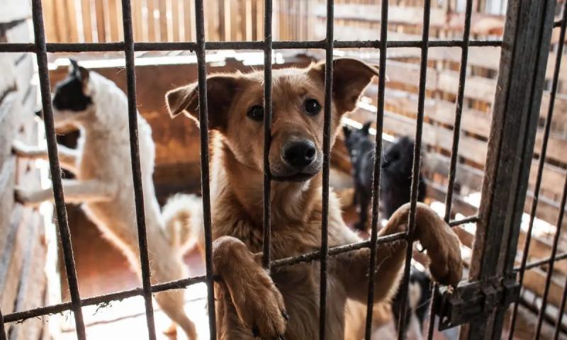 В России запустили проект «Спасенные жизни», который расскажет о волонтерах, спасающих животных в ДНР и ЛНР