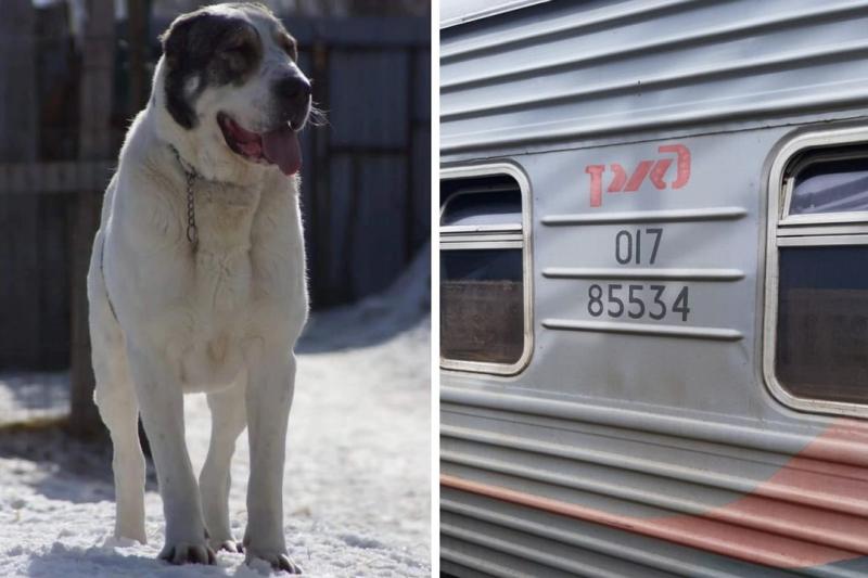 «Проводник мог не допустить этой трагедии»: дорогая собака, которую везли на поезде из Екатеринбурга, пропала в Новосибирске