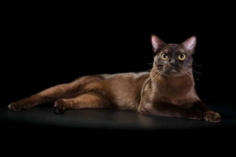 Жительница Новосибирска купила мурку по цене элитной кошки