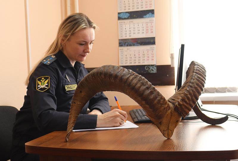 Судебные приставы Республики Алтай передадут конфискованные рога архара в Санкт-Петербургский университет