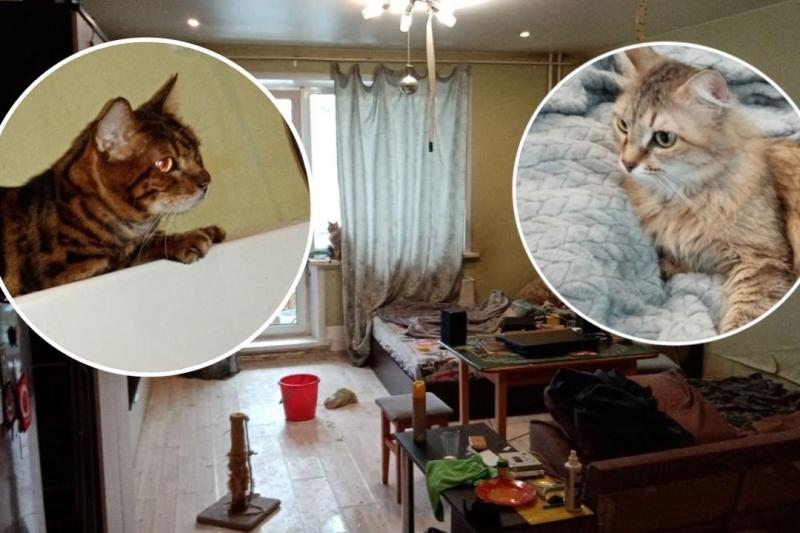 «Они царапались и истошно мяукали»: коты спасли жизнь своему хозяину в Новосибирске